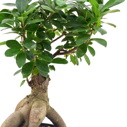Arcadia Garden Products LV62 Ginseng Ficus Live Indoor Bonsai Plant in 6 in. Plastic Grower Pot, 6 Inch, Green *Sold By Amazon and Arcadia Garden Products*