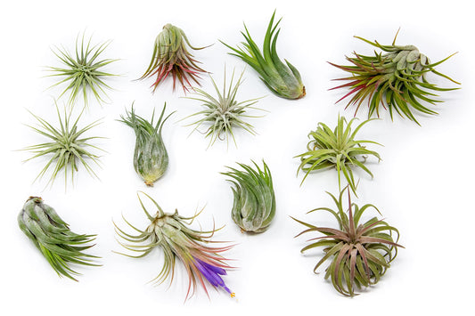 Air Plant Shop 12 Pack Assorted Ionantha Air Plants - Wholesale and Bulk - Succulents - Live Tillandsia - Easy Care Indoor and Outdoor House Plants