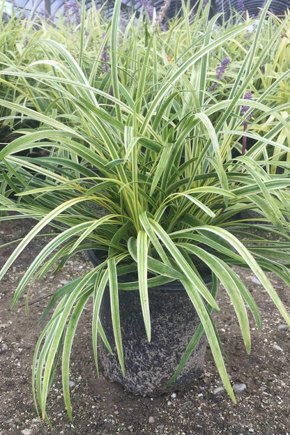 Liriope Variegated in 3.25" Pots, 18 Pack