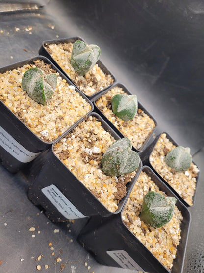 Astrophytum Myriostigma 3 Rib Cactus, Live Indoor Plant, Drought Tolerant