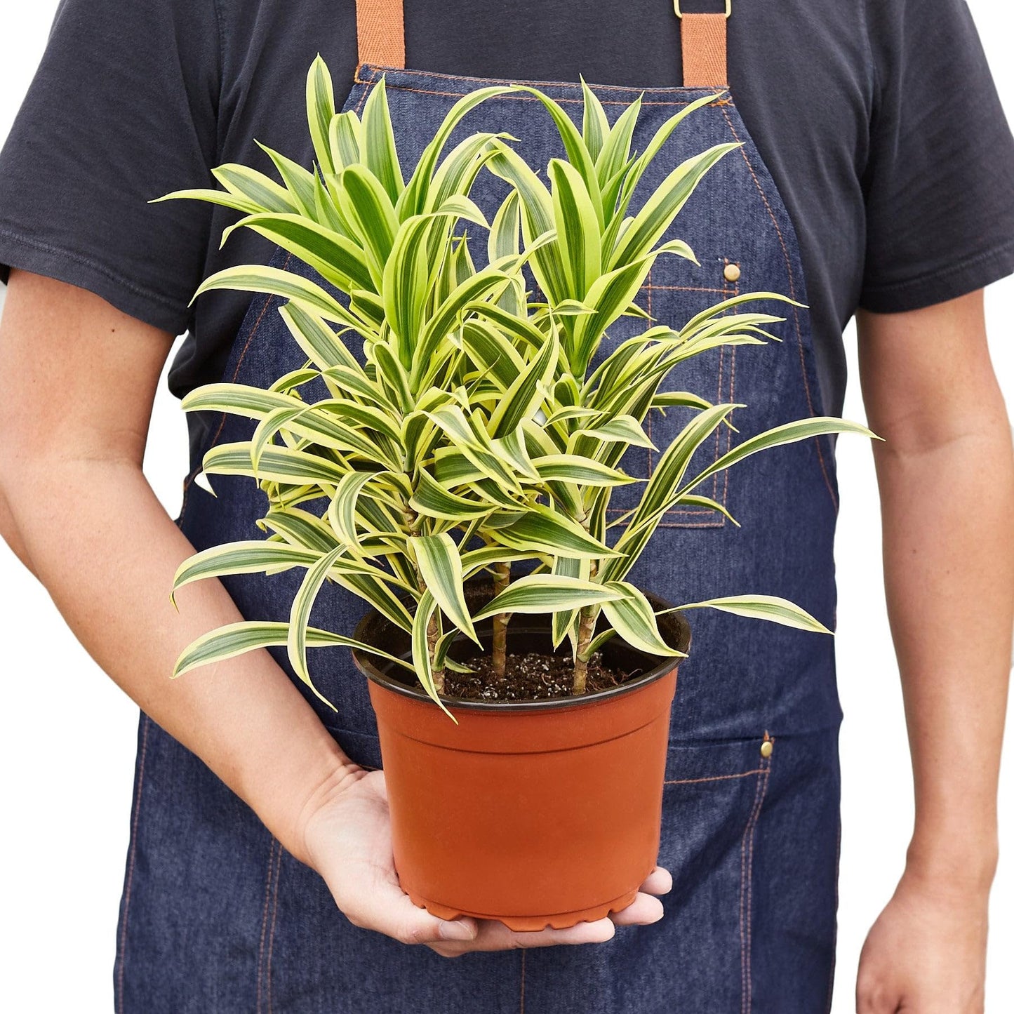 5 Pack Dracaena 'Song of India' in 6in Pot - Live Plants Tropical Houseplants | Variegated | USA Growers | The Snobby Leaf
