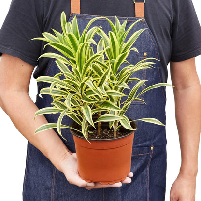 2 Pack Dracaena 'Song of India' in 4in Pot - Live Plants Tropical Houseplants | Variegated | USA Growers | The Snobby Leaf