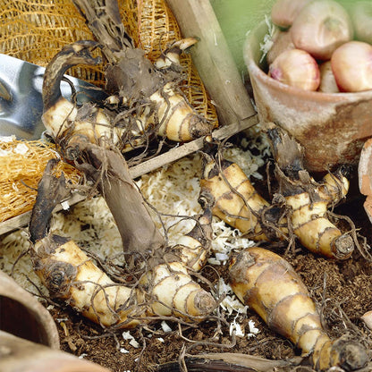 Van Zyverden Giant Cannas Striata Set of 9 Bulbs