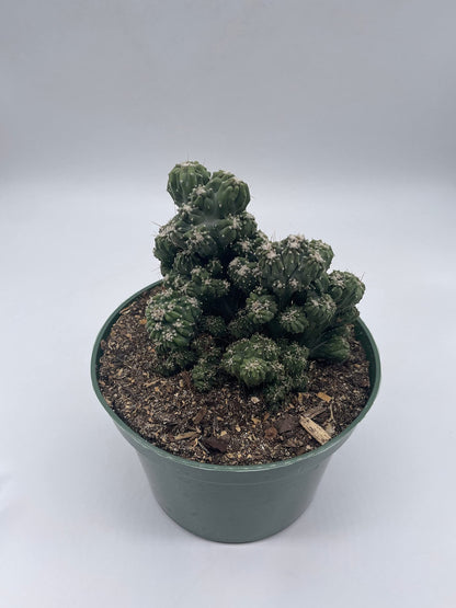 BubbleBlooms Crested Cereus Cactus in a 6 inch Pot Peruvian Apple Cactus, Repandus, uruguayanus, Hedge Cacti