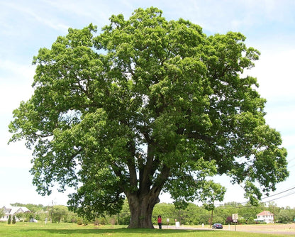 White Oak Trees for Planting | Live Tree Seedlings | No Ship to California (2 Trees)