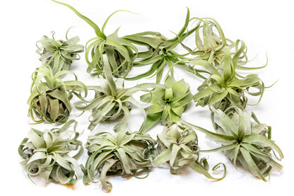Medium Air Plants Streptophylla - Live Tillandsia Succulent House Plants - Available in Wholesale and Bulk - Home and Garden Decor - Easy Care Indoor and Outdoor Plant (Pack of 1)