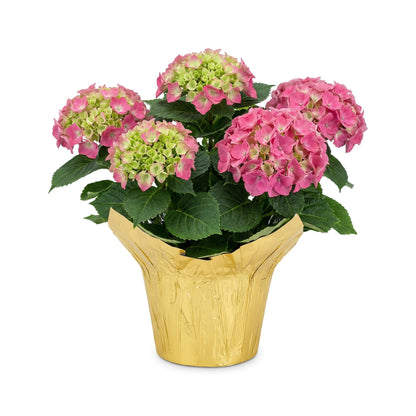 Live Flowering Hydrangea - Shades of Pink, 3+ Beautiful Blooms, 1.5 Qt Pot with Deco Cover, 12" Tall by 8" Wide