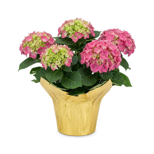 Live Flowering Hydrangea - Shades of Pink, 3+ Beautiful Blooms, 1.5 Qt Pot with Deco Cover, 12" Tall by 8" Wide