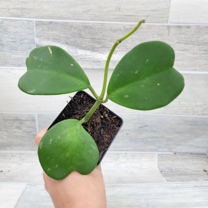 Hoya kerrii – Sweetheart Hoya (Valentine Hoya) | 4″ Fully Rooted Live Indoor Houseplant | Rare Heart-Shaped Leaf Wax Plant | Easy-Care Succulent Gift Plant for Home or Office
