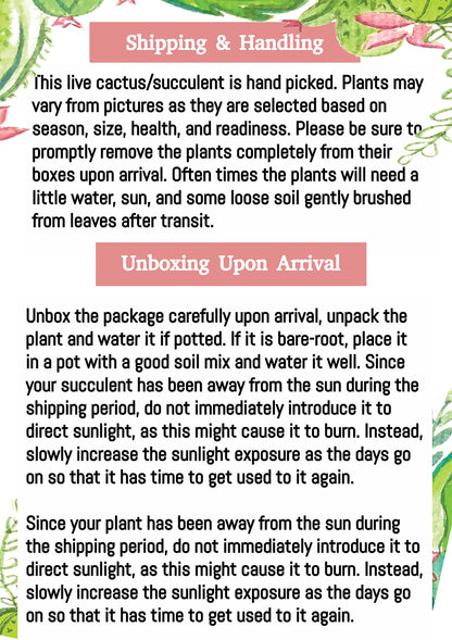 Rare 6" Golden Cactaceae Crested Cactus-Hildewintera Aureispina-Live Cactus Plant, Euphorbia Monstrose Cactus/Succulent.