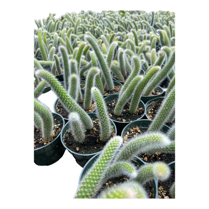 Rare Monkey Tail Cactus (Hildewintera colademononis) 4Inch Pot Around 3-4 Tails Around 3-8 in Inches for Each Tail Rooted and Healthy