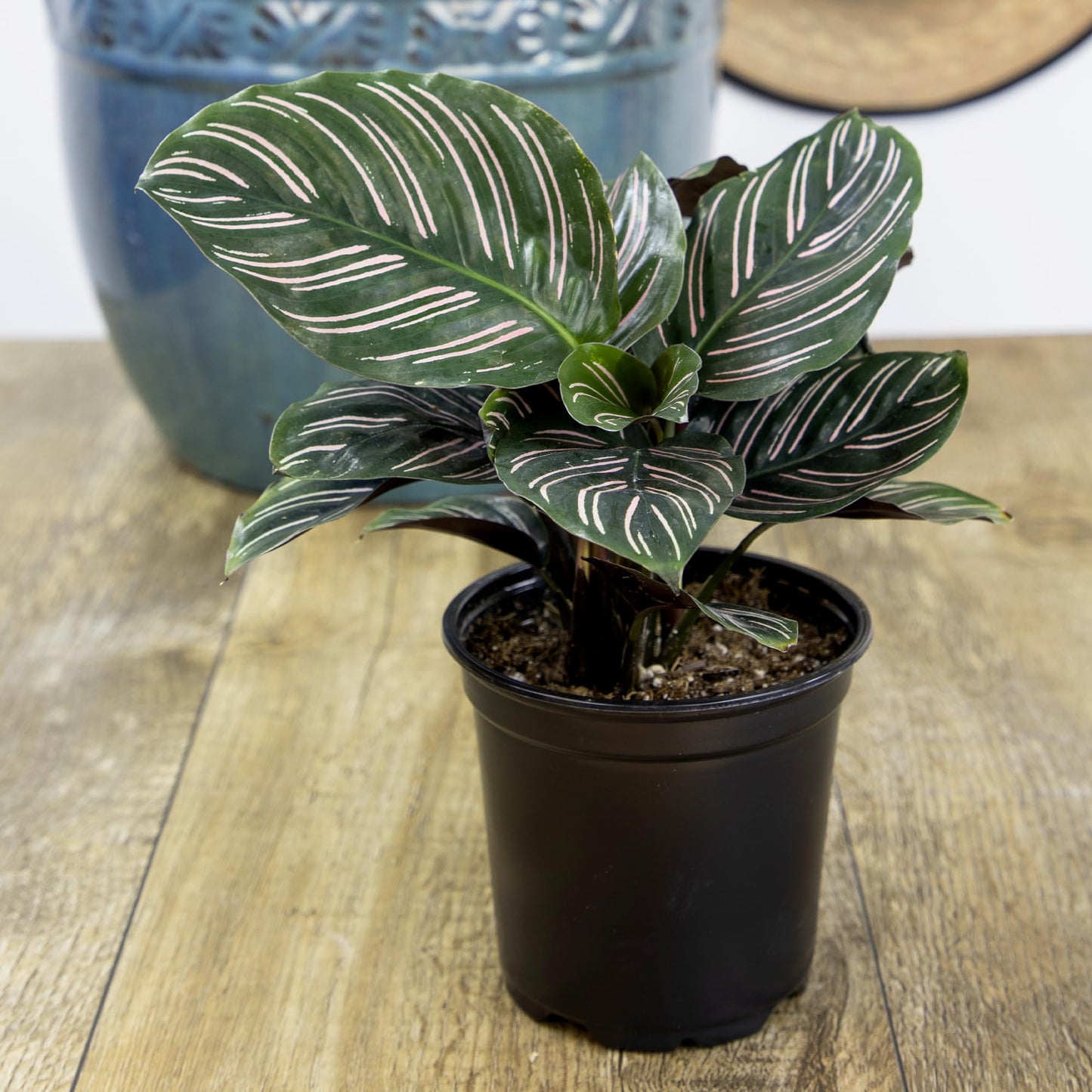 Pet Safe Live Prayer Plant Calathea Collection (3PK) in 4 Inch Pots, Pet Friendly Houseplants, Rattlesnake Plant, Orbifolia, Non-Toxic Houseplant Mix