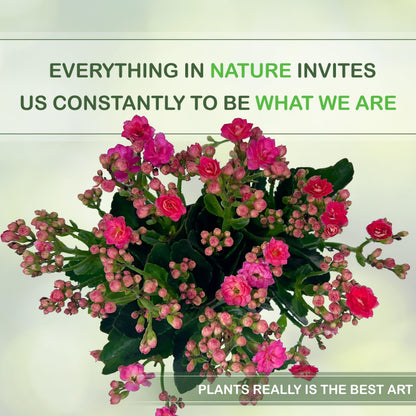 LEAL PLANTS ECUADOR Kalanchoe Plant Pink Light (Pack of 2) Vibrant, Long-Lasting Blooms & Easy Care,Air-Purifying, Perfect for Home Decor, Unique Gift for Plant Lover