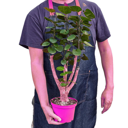 Aralia Fabian Stump 'Polyscias Scutellaria' in 6in Pot - Live Tropical Houseplant - Easy to Grow | Variegated | USA Growers | The Snobby Leaf