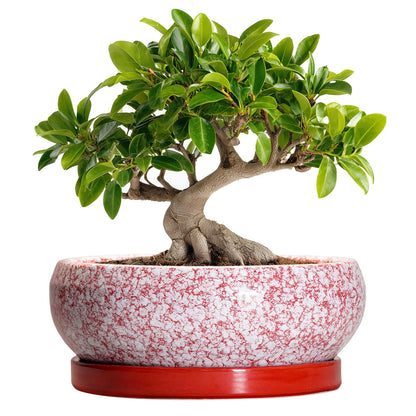 EPFamily Bonsai Pots 10 Inch - Ceramic Succulent Planters for Indoor Plants Outdoor, Succulent Pots with Drainage Hole and Tray, Round Shallow Planter, Bonsai Planter, Home Decor, Gardening Gift, Red