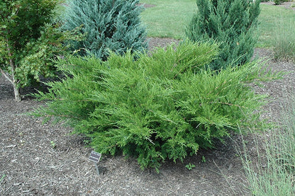 Seagreen Juniper | 1 Extra Large Trade 3 Gallon Plant | Elegant & Hardy Evergreen Shrub, Perfect for Ground Cover, Landscaping, Topiary & Bonsai, Vibrant Foliage for Garden & Outdoor Spaces