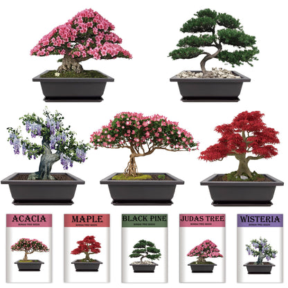 Sproutix Indoor Bonsai Garden Starter Kit, 5 Seeds Growing into Red Maple, Wisteria, Black Pine, Judas Tree, Acacia, Including Complete Gardening Planters & A Planter Box for Women