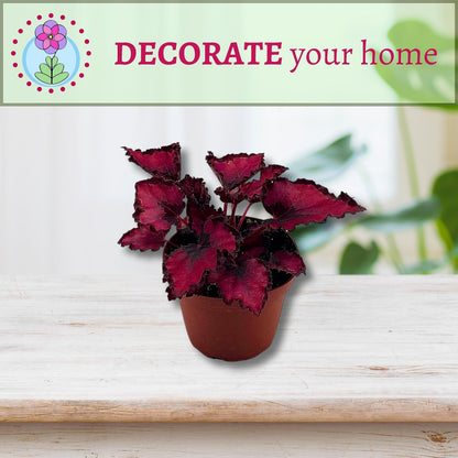 Harmony Foliage Harmony's Red Robin, Begonia Rex, Dark 4 inch Painted-Leaf Begonia, Variegated