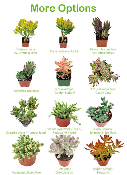 4" Live Succulent Plants Tradescantia Nanouk, Easy Care Potted Succulents, Indoor Houseplant, Unique Gifts, Home Office Décor