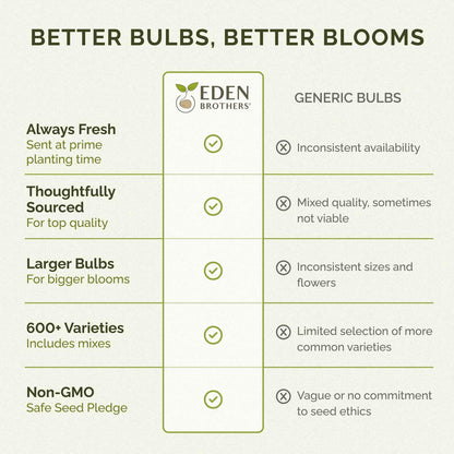 Eden Brothers Ranunculus Bulbs - Lipstick Mix