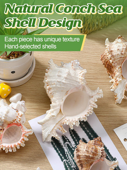 ANPHSIN 4 Pack Conch Sea Shell Air Plant Holders- 4-5 inches Natural Airplant Pot, Decorative Tillandsia Succulent Display Container for Gardening Housewarming Gifts Home Table Decors, No Plants