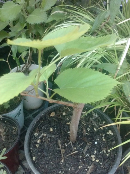 9EzTropical - Pakistan Mulberry Fruit Trees - 8" to 1 Feet Tall - Ship in 1 Gal Pot
