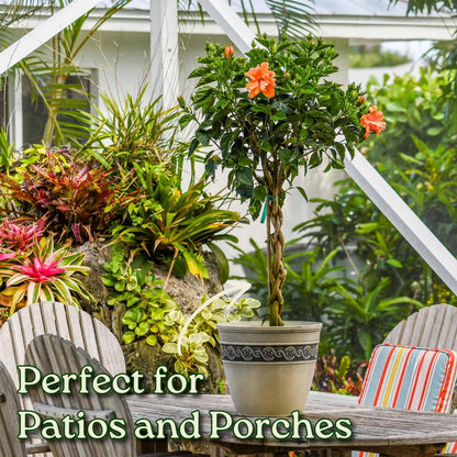 Braided Live Hibiscus Tree - Double Peach Flower - Tropical Plants of Florida - Overall Height 38" to 44" (Plant Only)