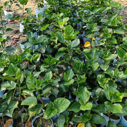 Set 2 Hibiscus Plants Live, 5-9" Tall, Hardy Hibiscus Tree Live Plant, Hibiscus Flowers Plant to Grow (Rose Hibiscus)