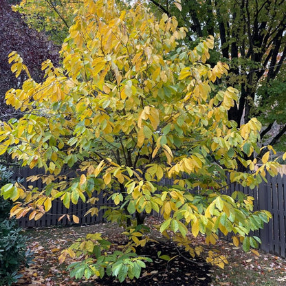 Live Pawpaw Tree 6-15 Inch Tall, Paw Paw Plant for Outdoor Planting, Quart Pot, Cold-Hardy Fruit Tree for Home Orchard