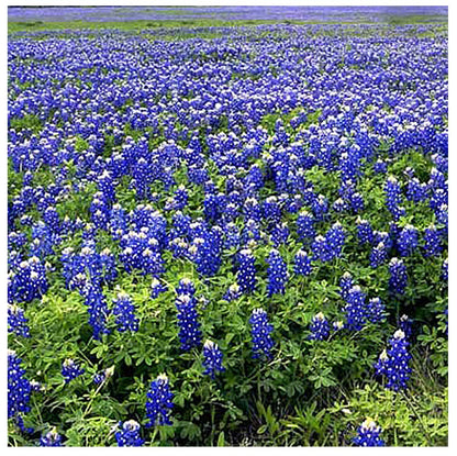 Mixed Lupines with Many Colors - 250 Seeds