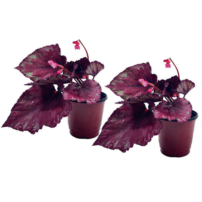 LEAL PLANTS ECUADOR Begonia Rex Flame (Pack of 2) – Attractive Indoor Plant,Easy Care, Air-Purifying House Plant for Wellness & Home Decor, Office Desk, Unique Sustainable Gift for Plant Lovers