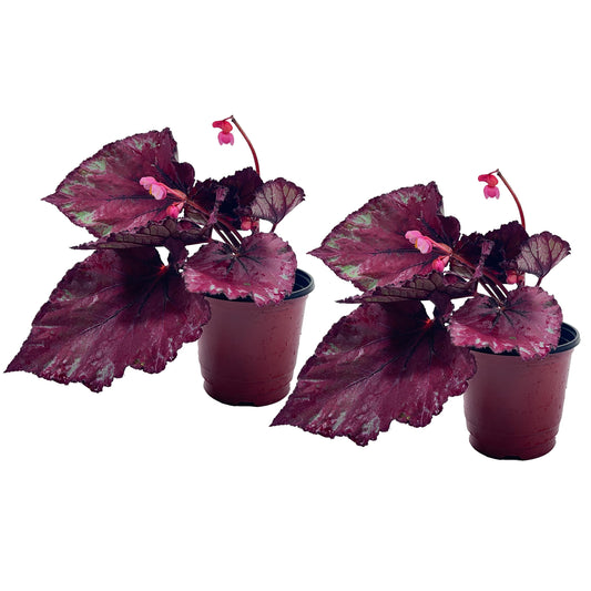 LEAL PLANTS ECUADOR Begonia Rex Flame (Pack of 2) – Attractive Indoor Plant,Easy Care, Air-Purifying House Plant for Wellness & Home Decor, Office Desk, Unique Sustainable Gift for Plant Lovers