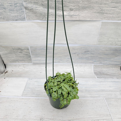 String of Turtles,Peperomia Prostrata Plant Live Rare Houseplants All Plants are Fully Rooted Plants in 4 inch Hanging Pot by 3exoticgreen