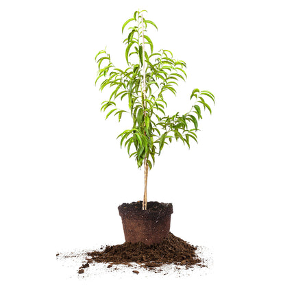 Perfect Plants Flordacrest Peach Tree Live Plant, Produces Fruit, 4-5ft, Includes Care Guide