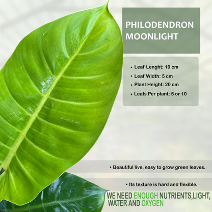 LEAL PLANTS ECUADOR Philodendron Moonlight, Neon Foliage & Easy-Care Nature, Tropical Houseplant, Natural Air Purifier, Perfect for Home Decor, Unique Gift for Plant Lovers