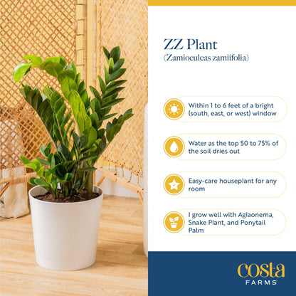 Costa Farms ZZ Chameleon Live Plant in Self Watering Pot, Easy to Maintain, Air Purifying Indoor Houseplant, Home, Room, or Office Decor, House Warming or Birthday Gift, 10-18 Inches Tall