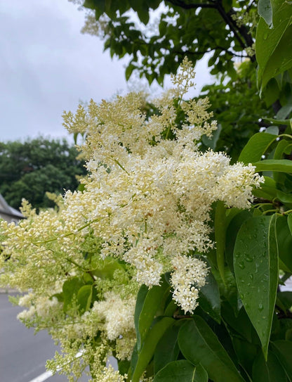 Ivory Silk Japanese Tree Lilac Live Plant – Syringa reticulata ‘Ivory Silk’ – Fragrant Creamy White Flowers – Hardy Ornamental Flowering Tree – Starter Plant