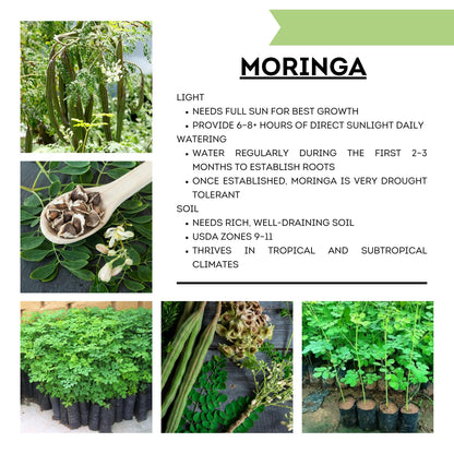 Moringa Plant Live in 4 Inch Pot, Moringa Oleifera Drumstick Tree, Hardy Perennial Herb Plant