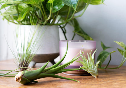 Air Plant Low Light House Plants Box (5PK) Tillandsia Air Plants Live Houseplants Live Indoor Plants Live Succulents Plants Live Terrarium Plants Live, Air Plant Holder Airplant Kit by Plants for Pets