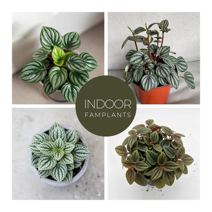 Peperomia Plant Collection (4 Pack)– Set of Rare Varieties | Watermelon, Frost, Eden Rosso & Piccolo Banda | Easy Indoor Houseplants, Live Plants for Home Decor (Peperomia Collection)