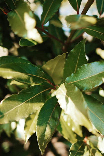 Bay Laurel Tree - Laurus Nobilis - Bay Leaf Live Plant (5–9 Inches Tall) - True Laurel, Aromatic Evergreen – Container-Friendly Patio Tree or Indoor Herb