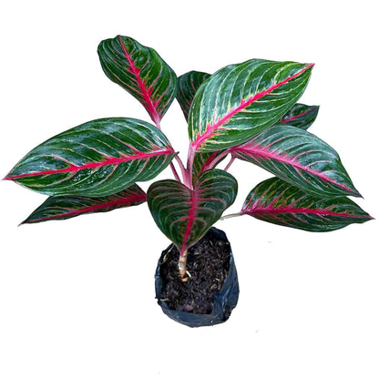 LEAL PLANTS ECUADOR Aglaonema Commutatum 'Schott' (Red Vein) – Rare Dark Foliage Chinese Evergreen – Live Indoor Plant