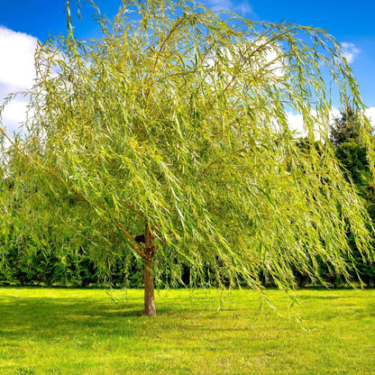 Set of 2 Weeping Willow Bare Root Trees, 1-2 Feet Tall Dormant Live Willow Plants, Fast-Growing Cold-Hardy Shrubs for Outdoor Landscaping