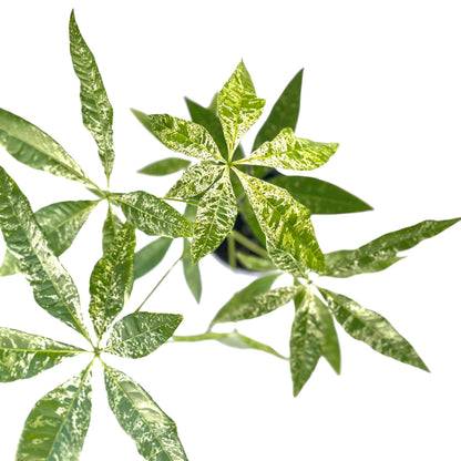 Live Money Tree Plant – 4” Indoor Pachira Glabra Variegated Fully Rooted | Albo Varieagata Rare Indoor Houseplant | Air-Purifying for Home, Office & Gifts (Heat Pack Included)