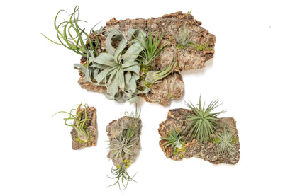 Air Plant Shop Fully Assembled Air Plant Cork Bark Displays - Wholesale and Bulk - Succulents - Live Tillandsia - Easy Care Indoor and Outdoor House Plants (Extra Large)