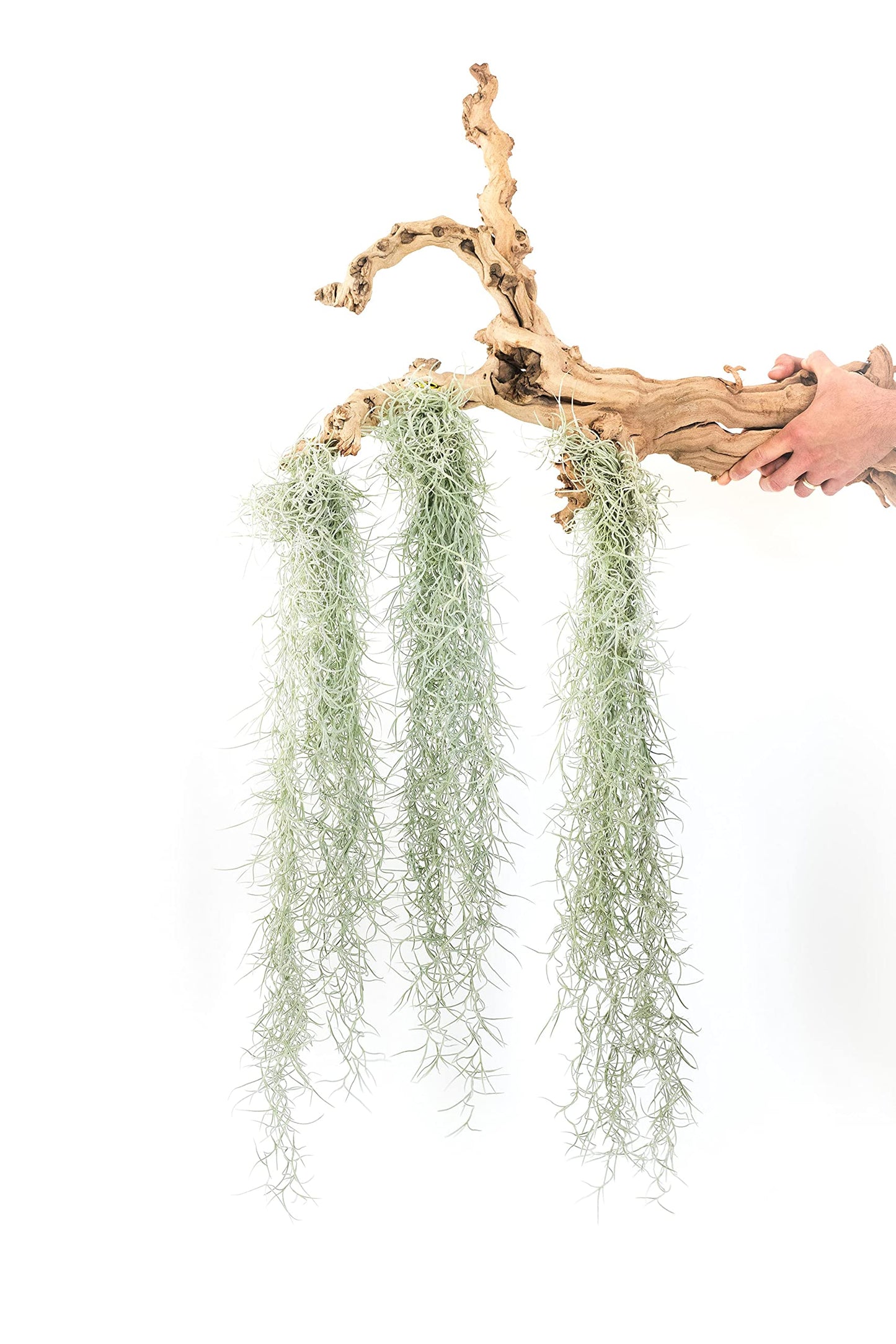 3 Pack Thick Colombian Spanish Moss Live Strands with Wire Hook - Tillandsia Usneiodes - Live Tillandsia Succulent House Plants - Home and Garden Decor - Easy Care Indoor and Outdoor Plants