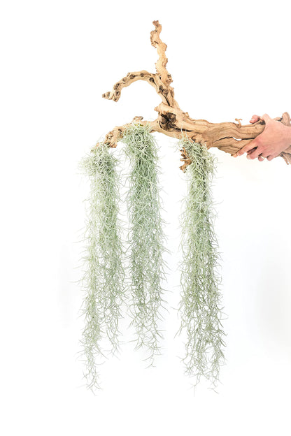 3 Pack Thick Colombian Spanish Moss Live Strands with Wire Hook - Tillandsia Usneiodes - Live Tillandsia Succulent House Plants - Home and Garden Decor - Easy Care Indoor and Outdoor Plants