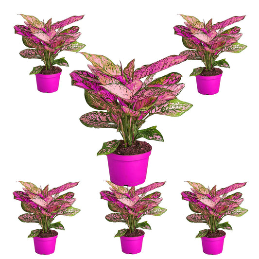 6 Pack Chinese Evergreen 'Lady Valentine' - in 6in Pot - Live Plants Tropical Houseplants | Variegated | USA Growers | The Snobby Leaf