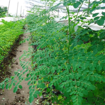 Sets 2 Moringa Plants Live Tree, 6 to 10" Moringa Oleifera Plant, Well Rooted, Cold Hardy, Spring Planting Drumstick Horseradish Tree