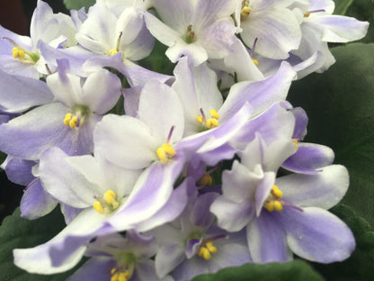 Optimara African Violet Variety Pack (2 Plants) 4" Pots, Grower's-Choice Assorted Varieties